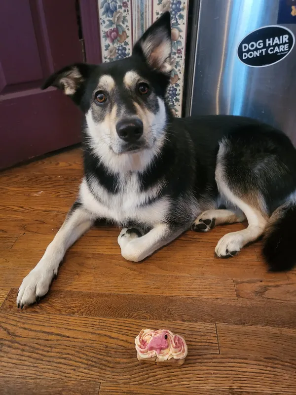 Maggie happily suprised by a cookie