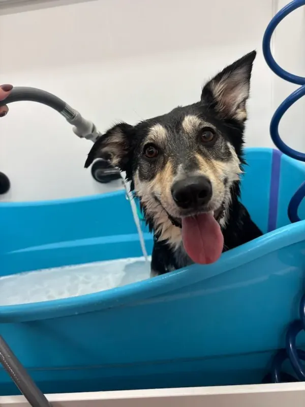 A very happy dog getting a full service bath